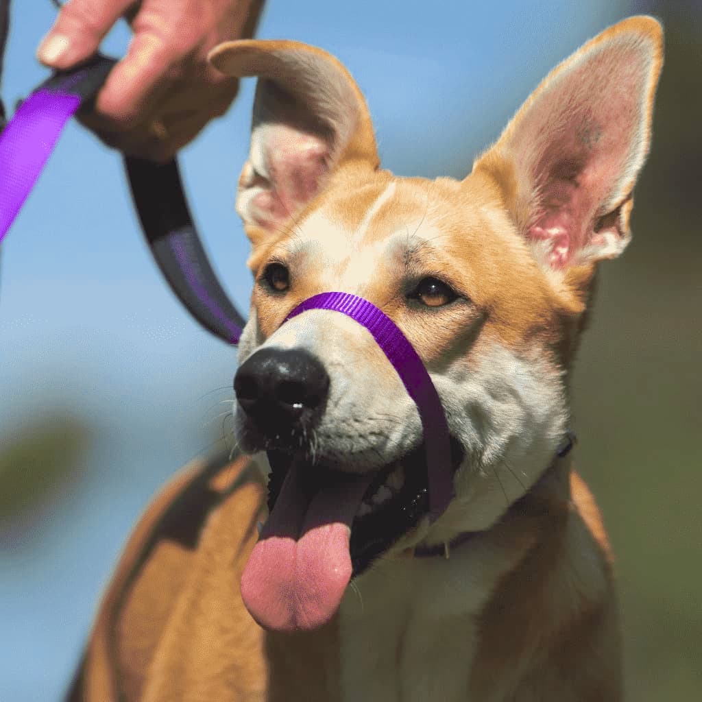 The Canny Company Australia Stop Dog From Pulling On Lead