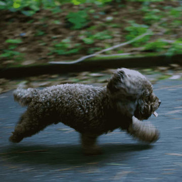 A small, black dog running fast with the zoomies